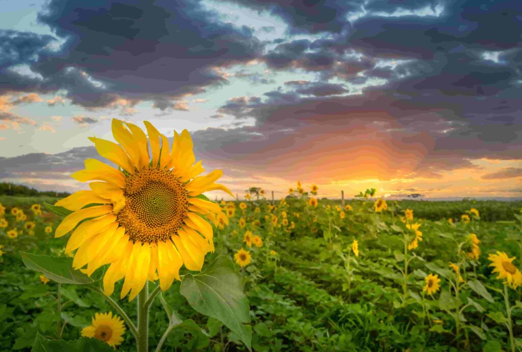 closeup-shot-sunflower-head-with-field-many-surface-min